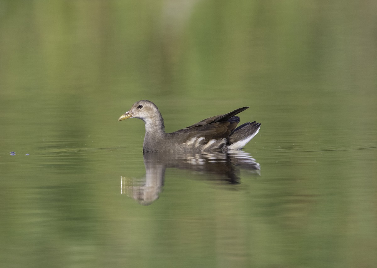 Eurasian Moorhen - ML638892234