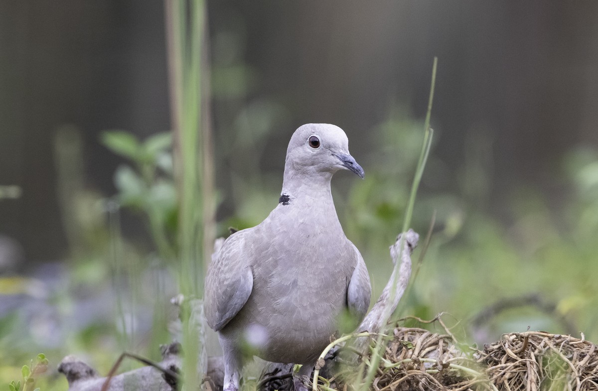 Eurasian Collared-Dove - ML638892240