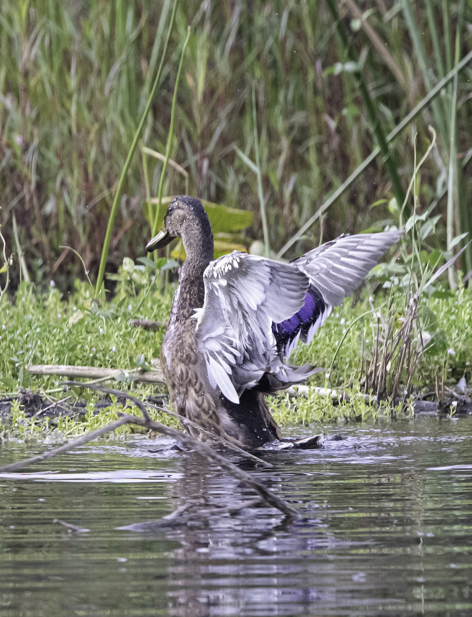 Mallard - ML638892241