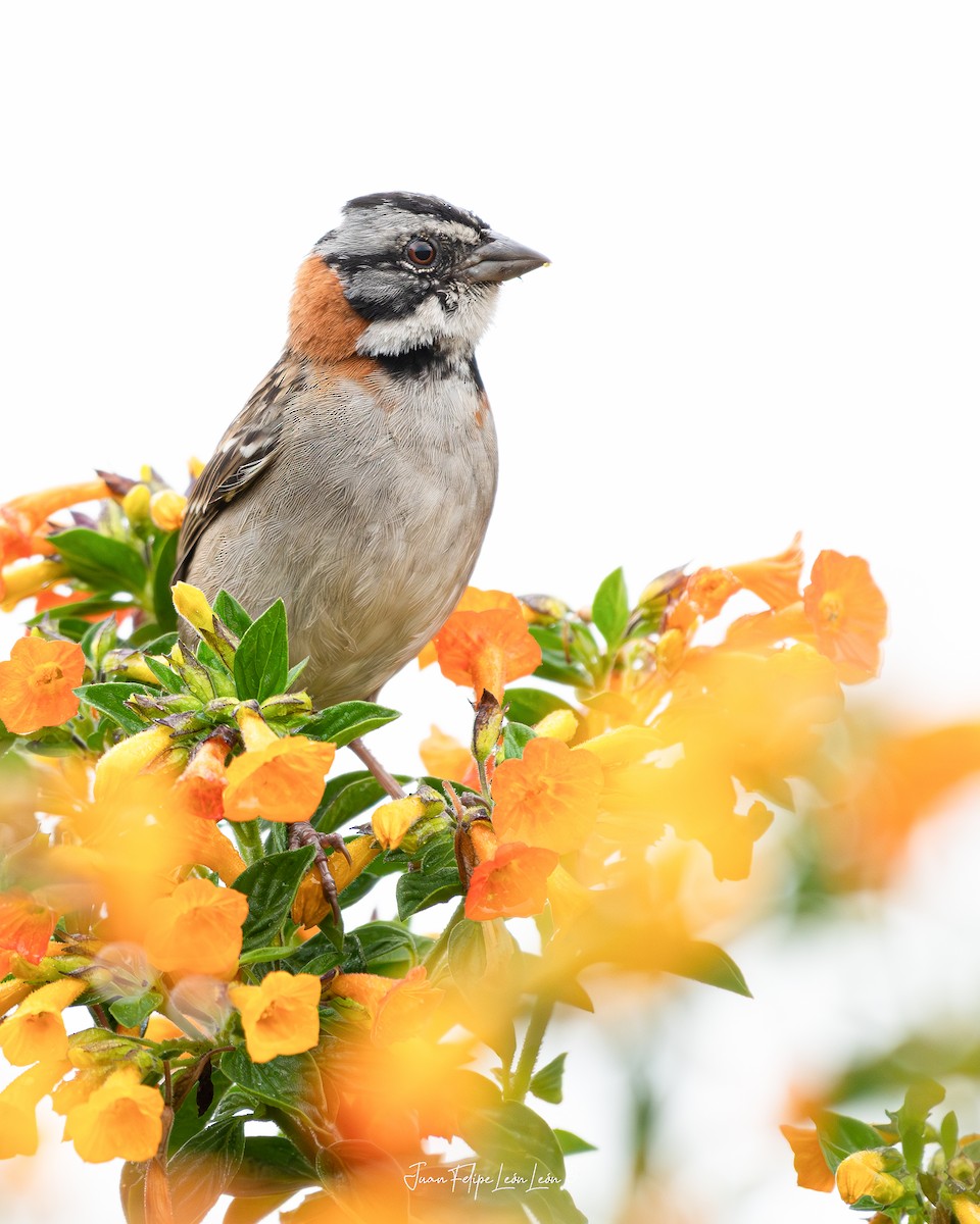 Rufous-collared Sparrow - ML638892249