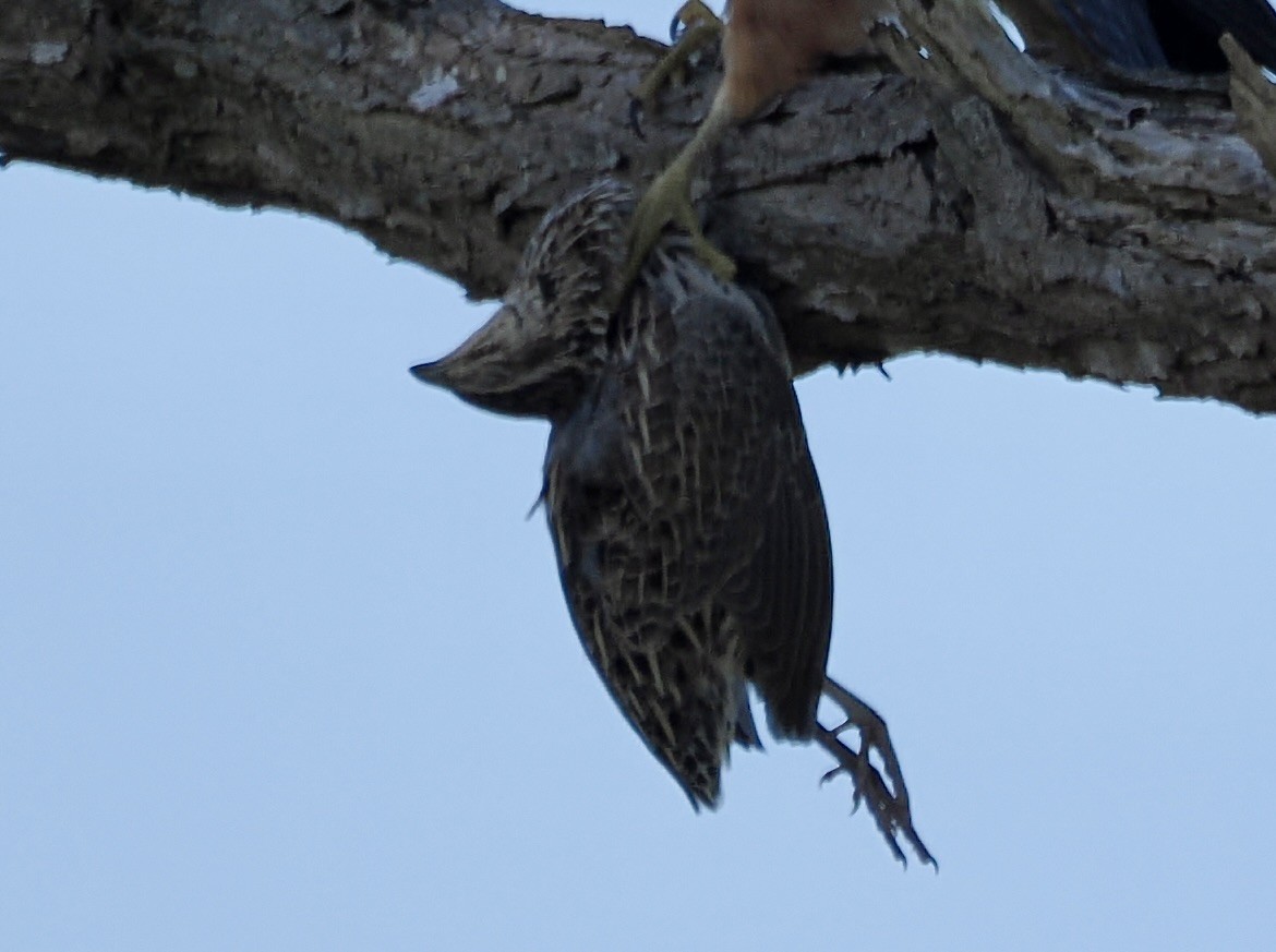 Stubble Quail - ML638892265