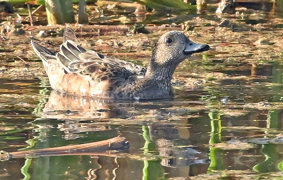 American Wigeon - ML638892289