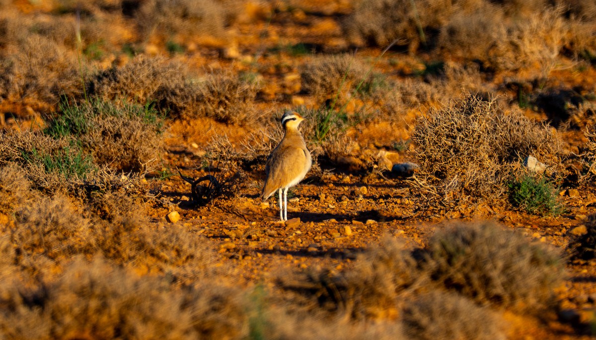Cream-colored Courser - ML638892294