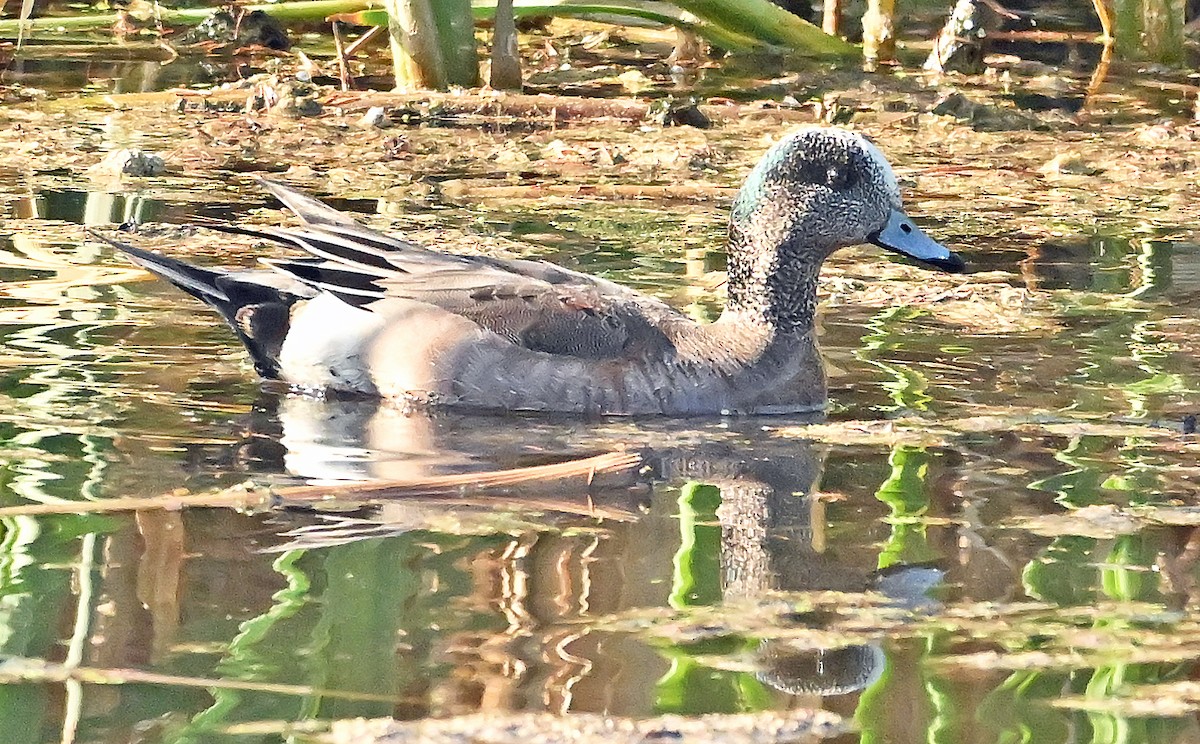 American Wigeon - ML638892297
