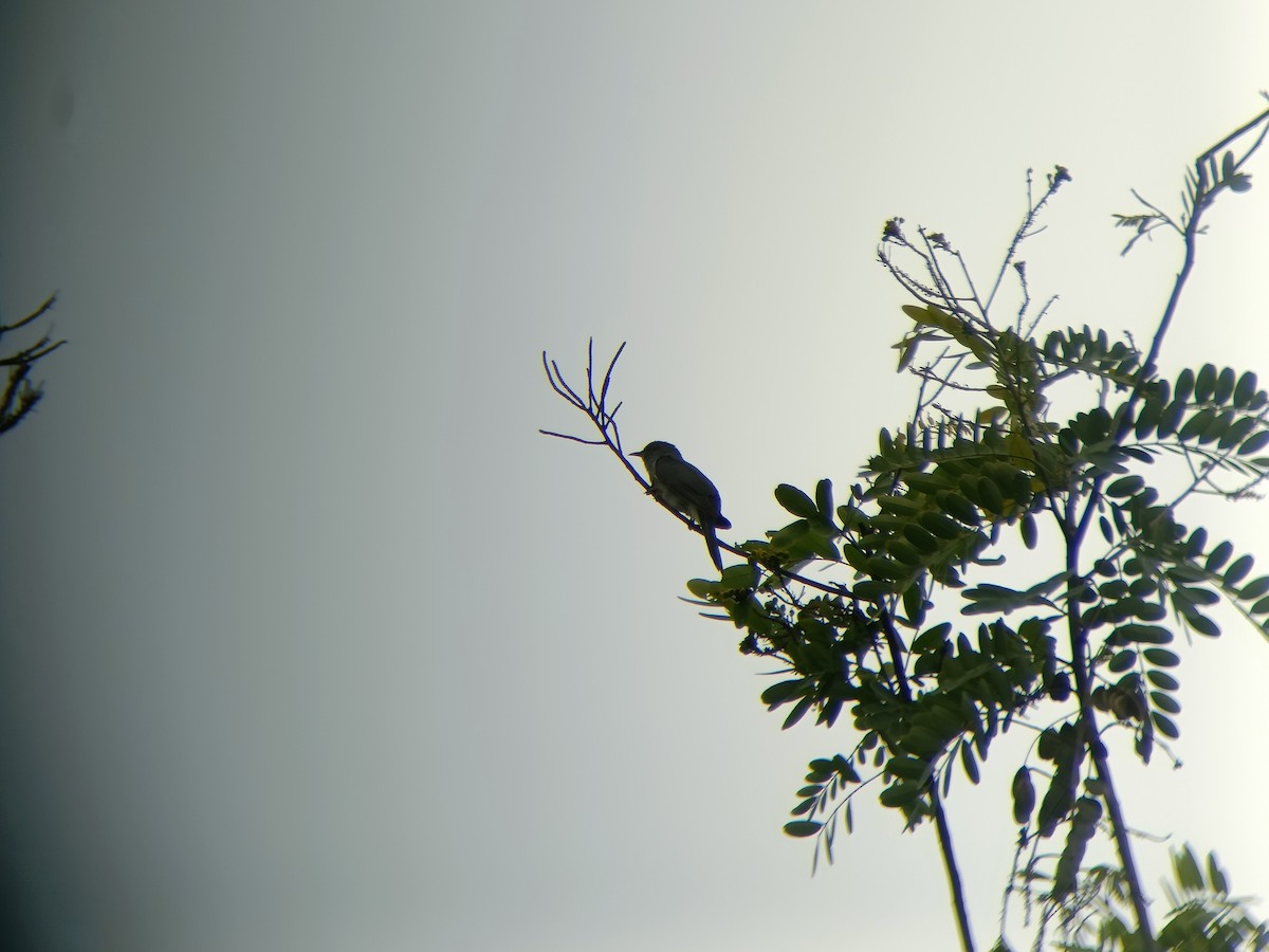 Gray-bellied Cuckoo - ML638892314