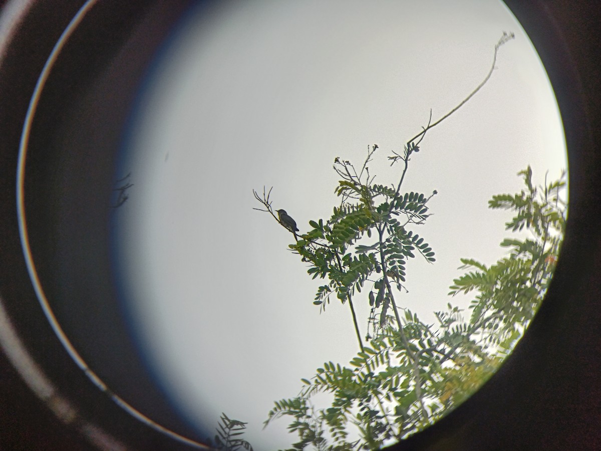 Gray-bellied Cuckoo - ML638892316