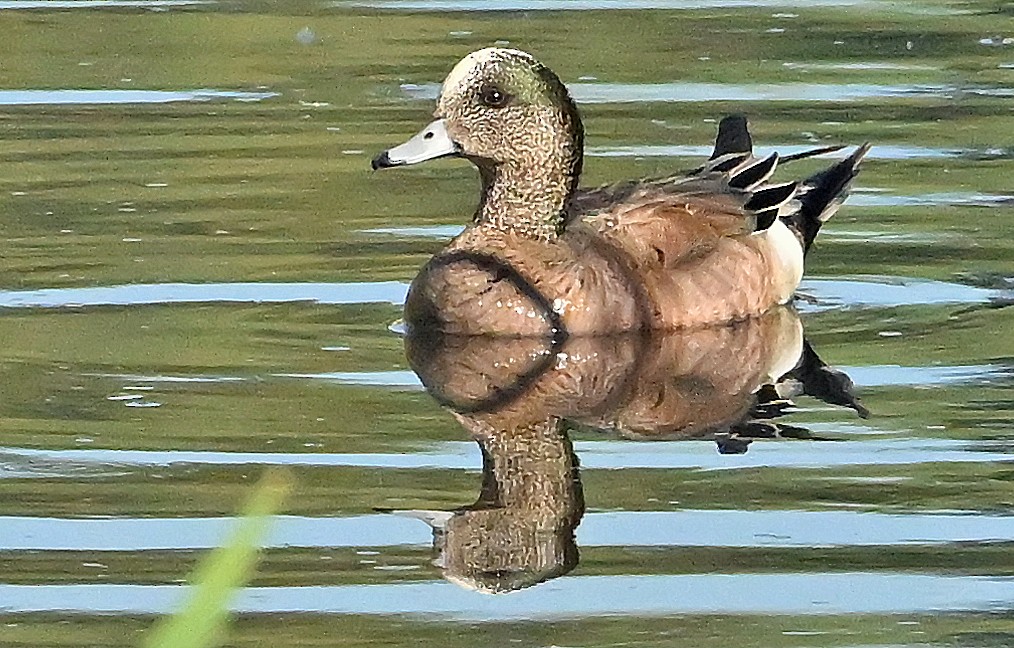 American Wigeon - ML638892329