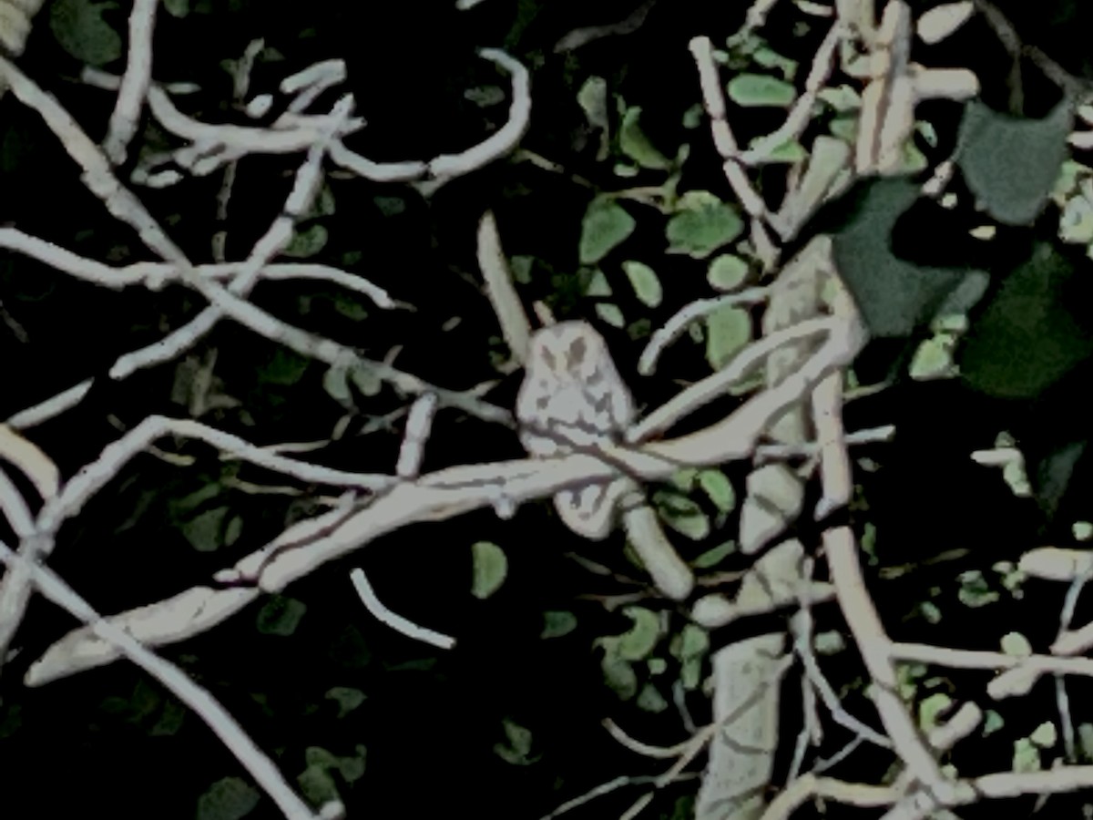 Flammulated Owl - ML638892347