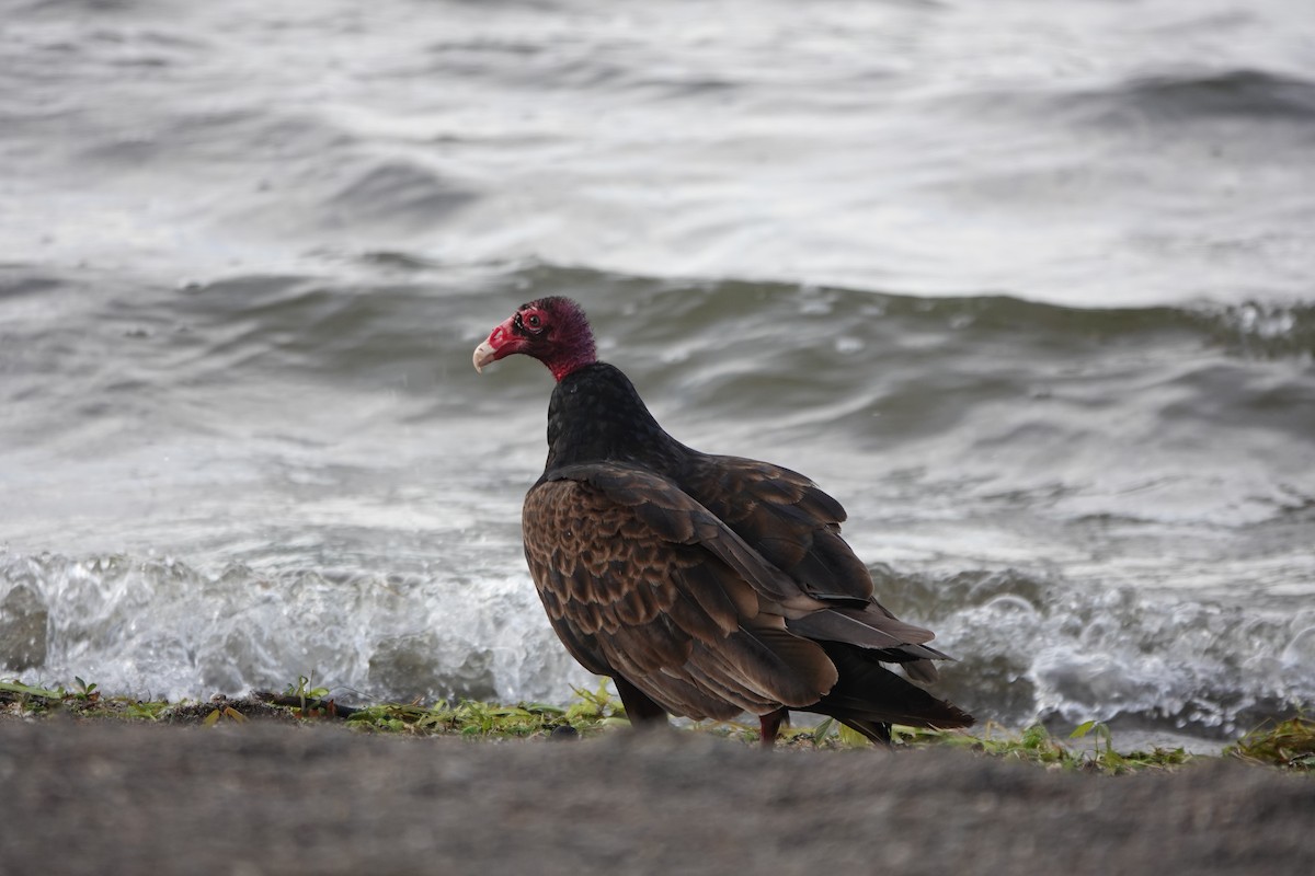 Turkey Vulture - ML638892358