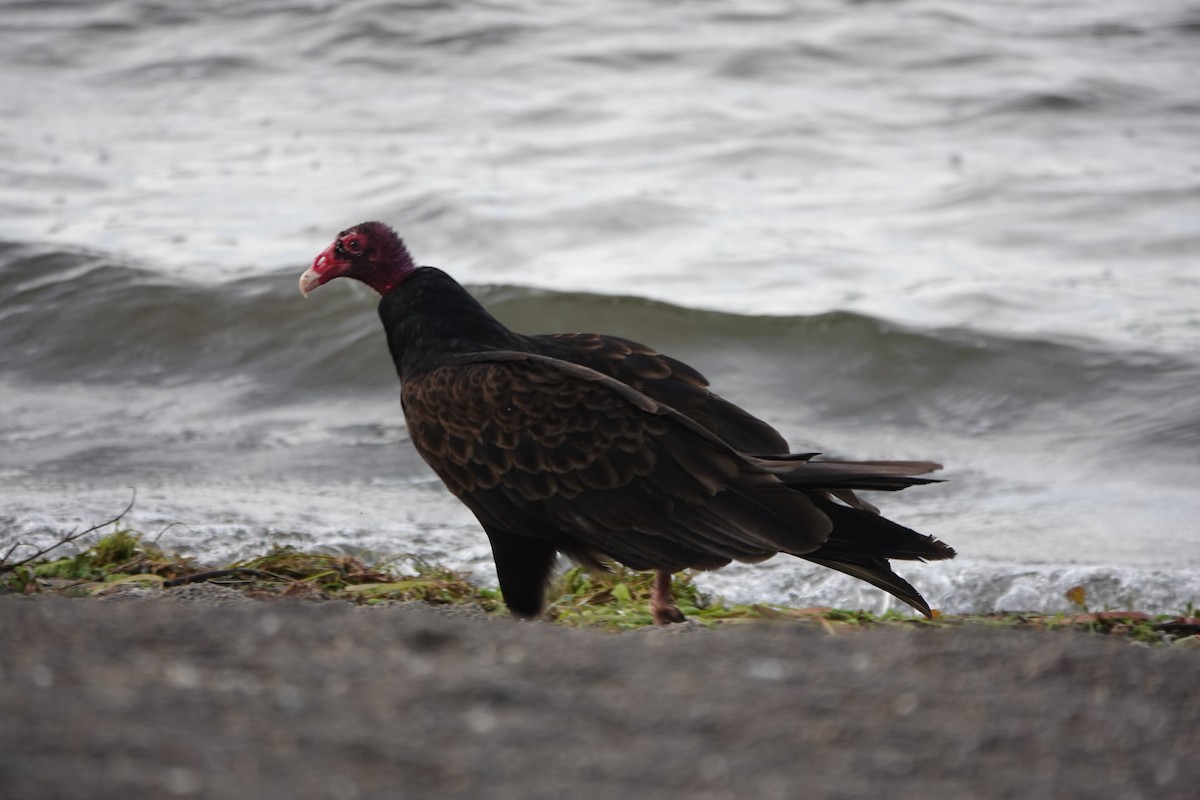 Turkey Vulture - ML638892361