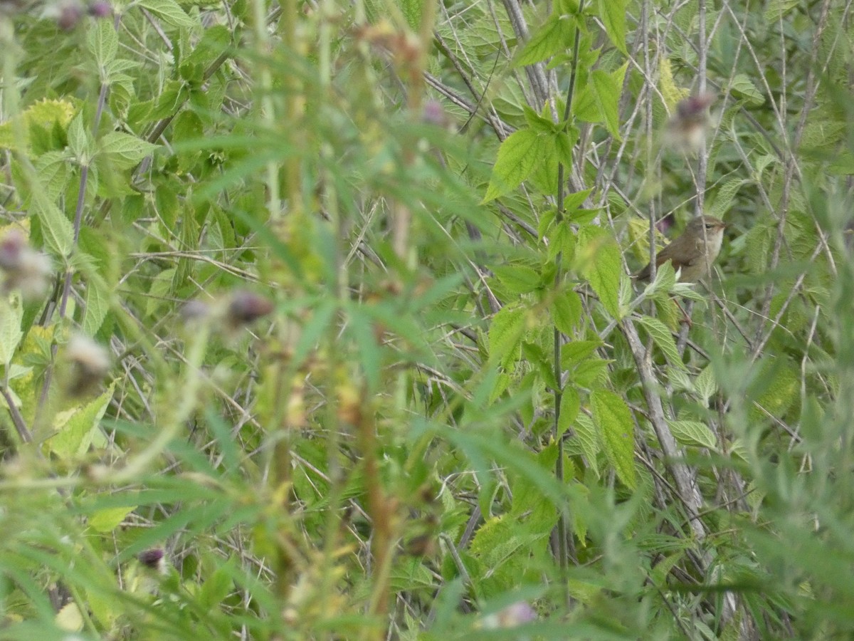 Brownish-flanked Bush Warbler - ML638892364