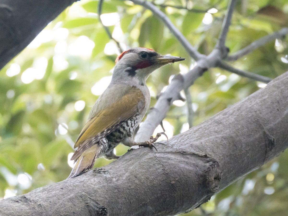 Japanese Woodpecker - ML638892389