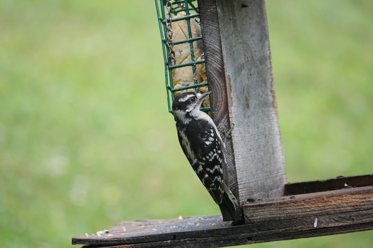 Downy Woodpecker - ML638892415