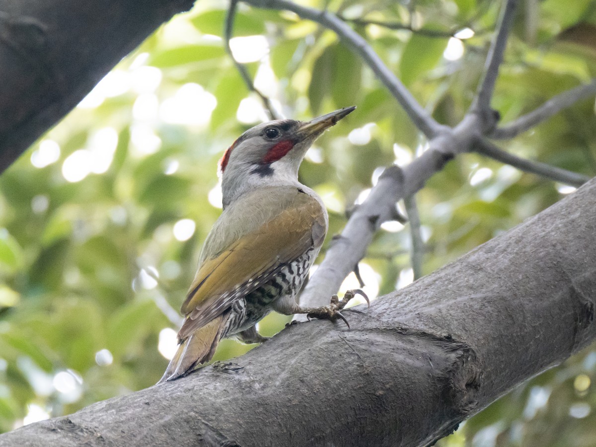 Japanese Woodpecker - ML638892447