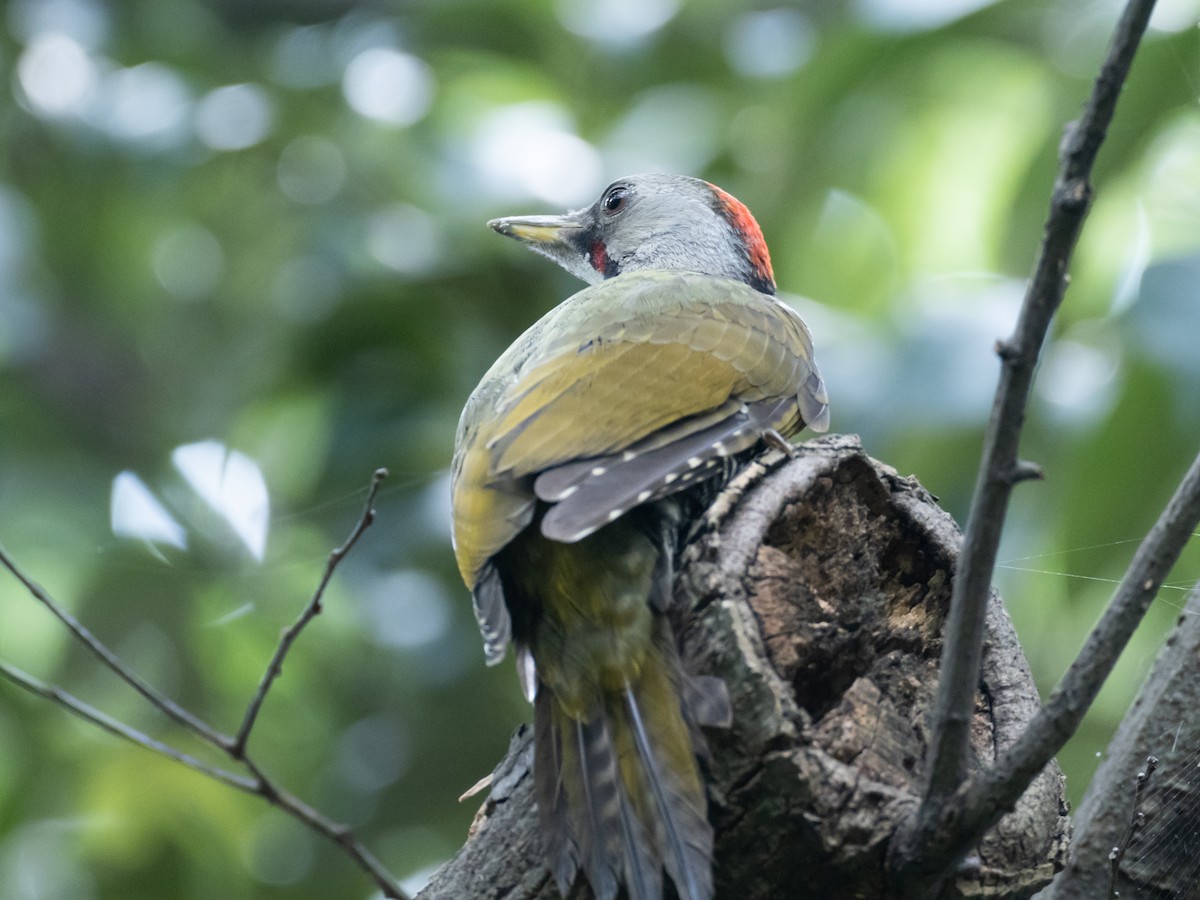 Japanese Woodpecker - ML638892450