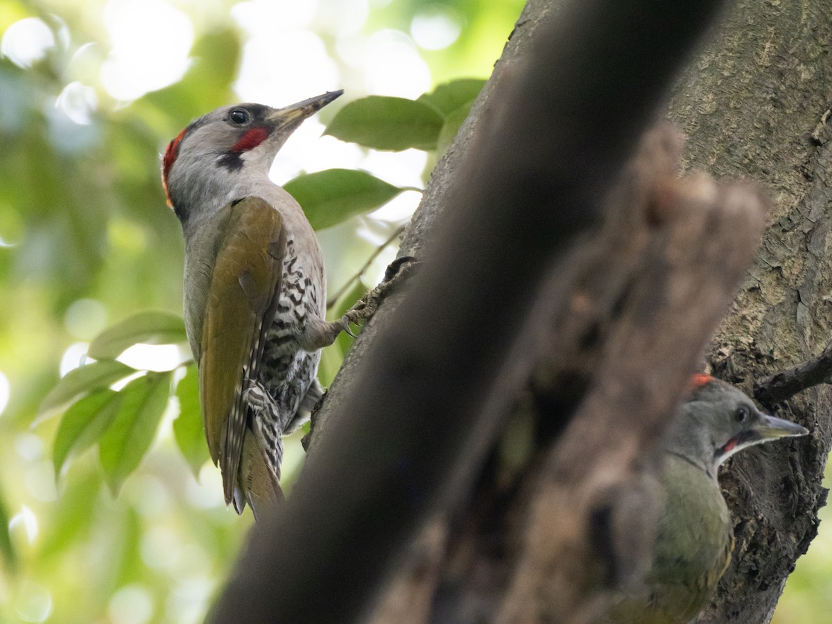 Japanese Woodpecker - ML638892451