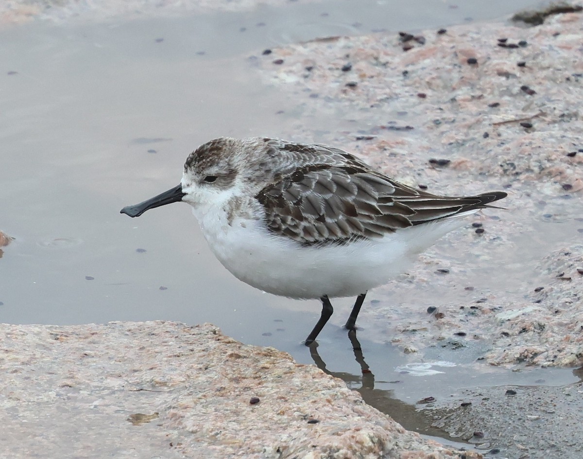 Spoon-billed Sandpiper - ML638892479