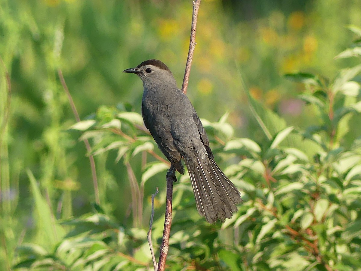 Gray Catbird - ML638892493