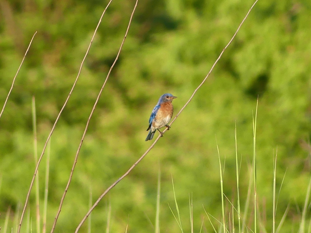 Eastern Bluebird - ML638892505
