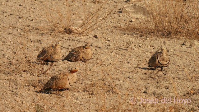 Ganga unibande - ML638892508