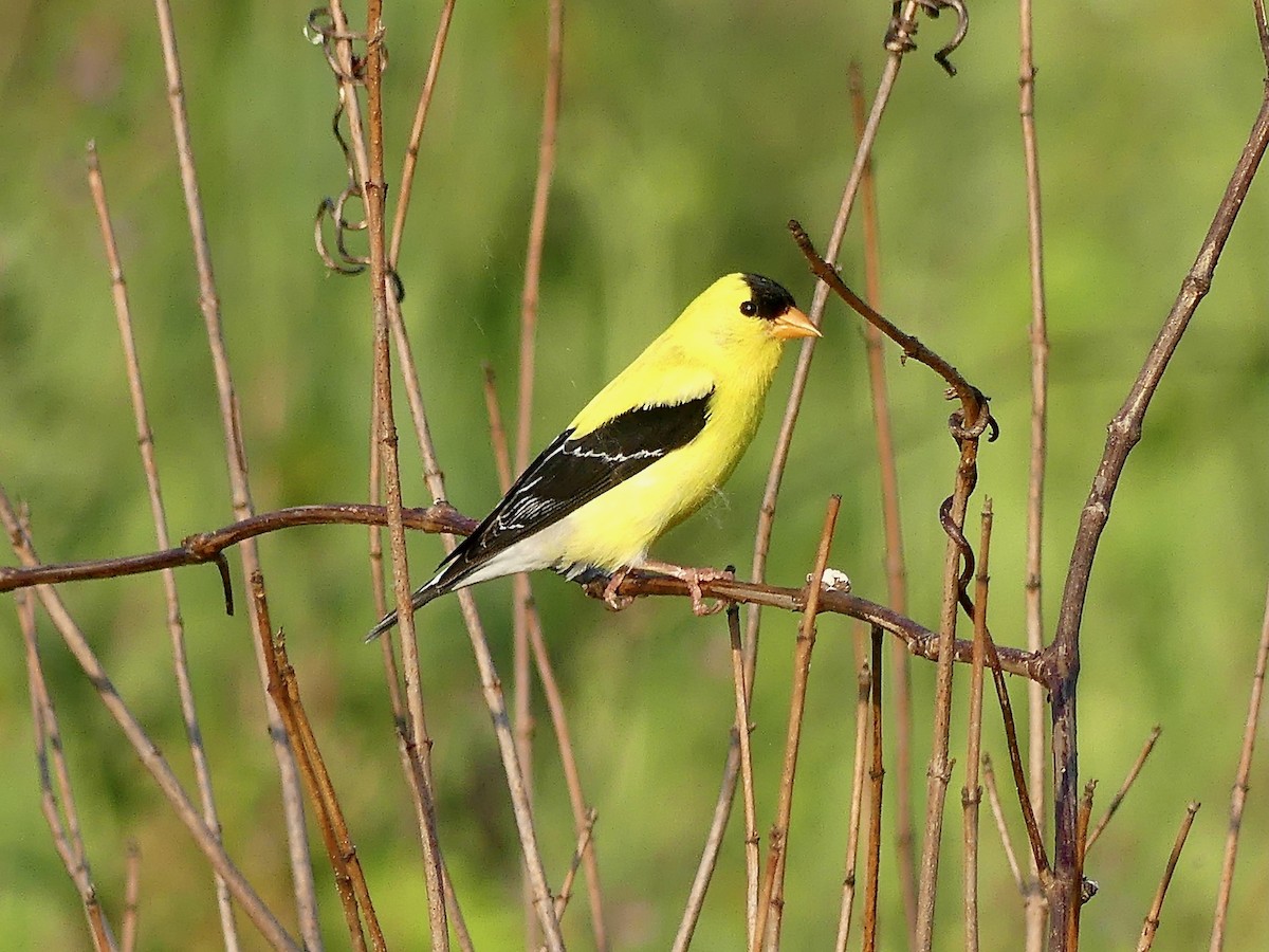 American Goldfinch - ML638892514