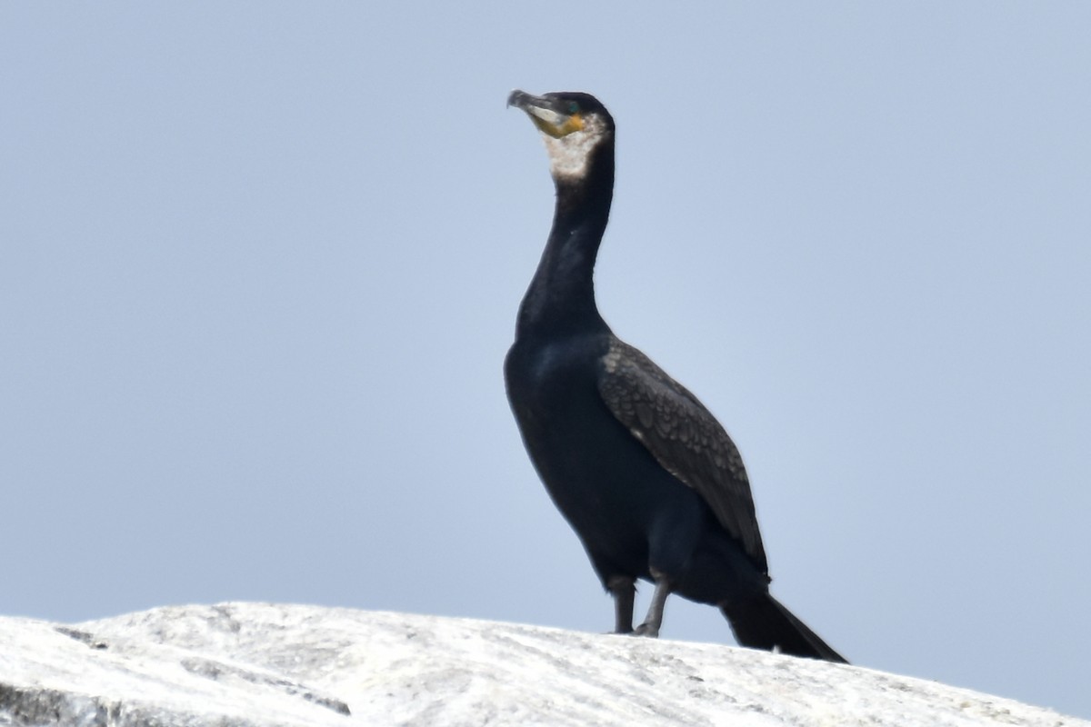 Great Cormorant - ML638892531