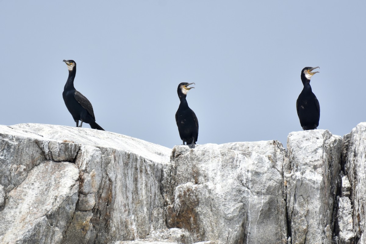 Great Cormorant - ML638892532