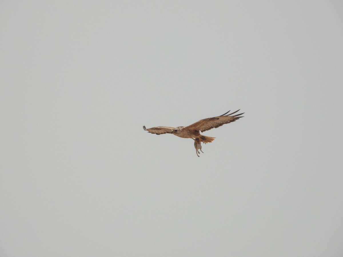 Adlerbussard - ML638892541