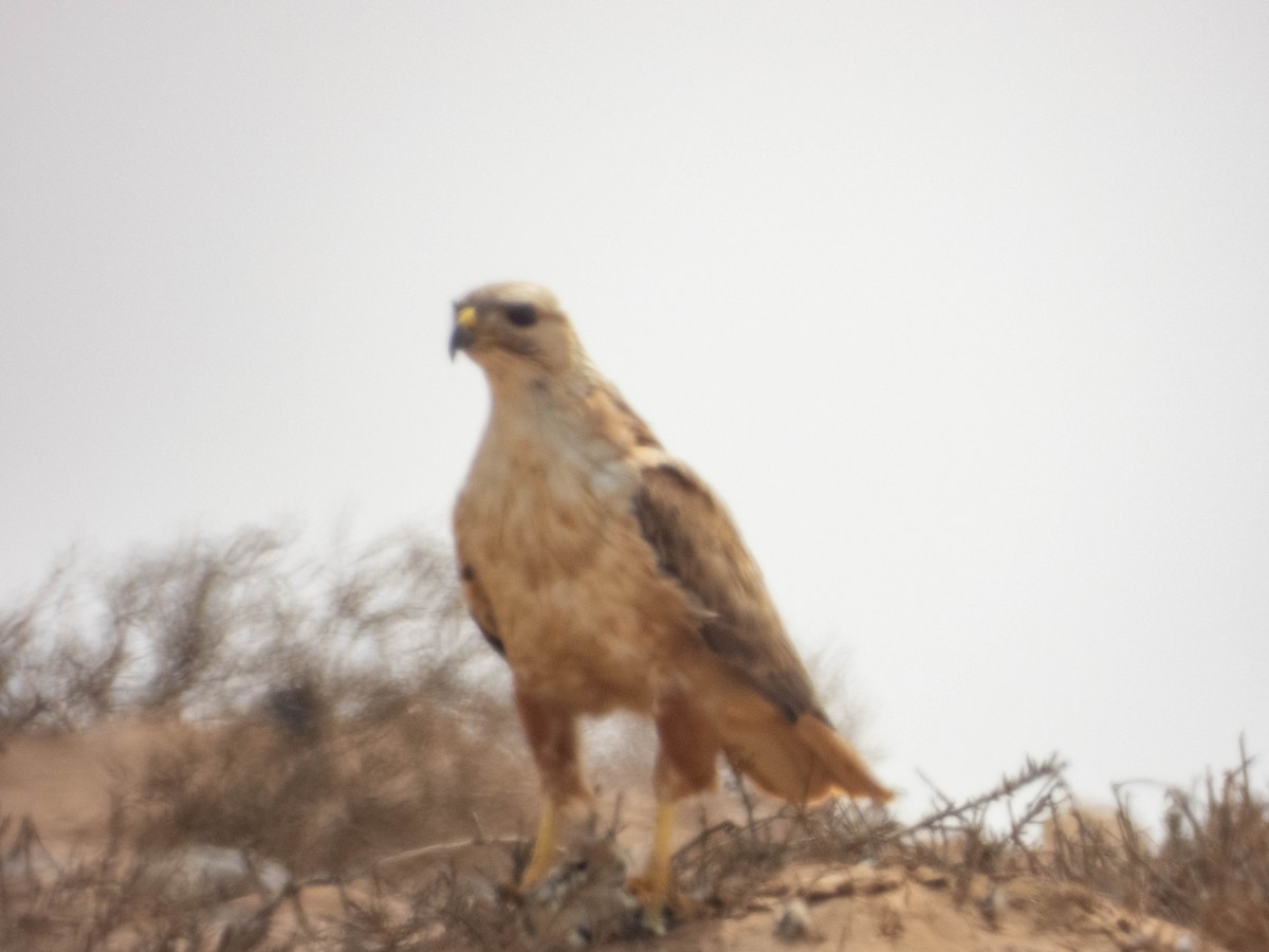 Adlerbussard - ML638892542