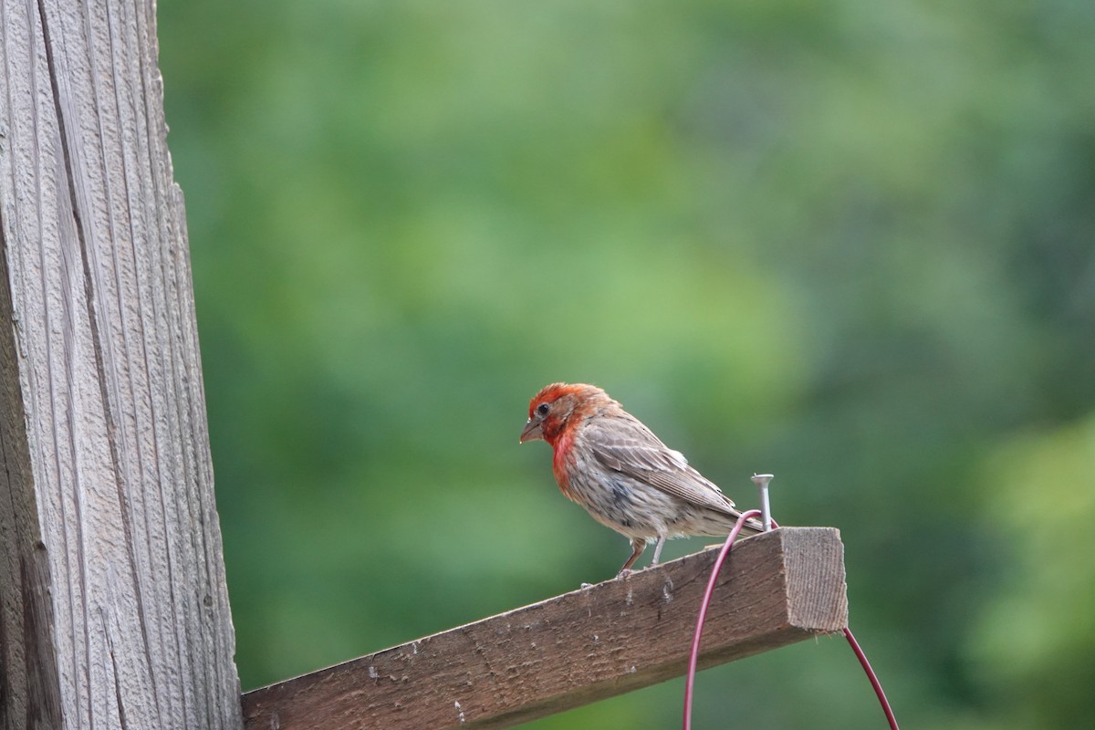 House Finch - ML638892544