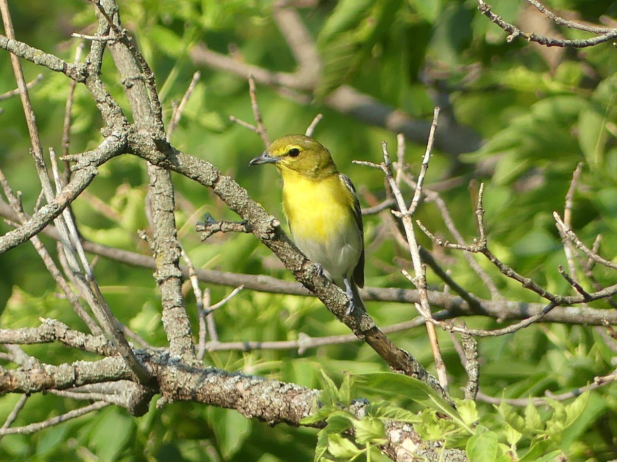 Yellow-throated Vireo - ML638892551