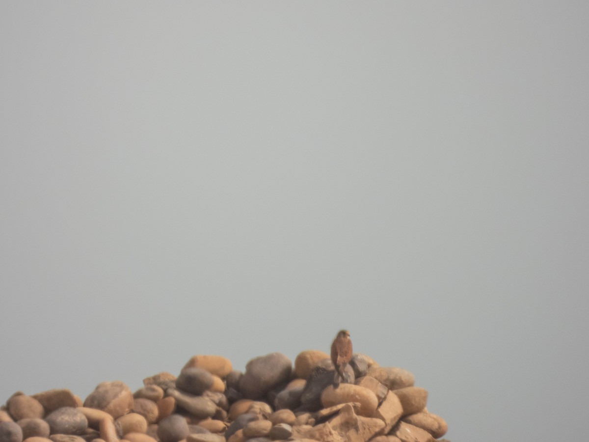 Turmfalke [tinnunculus-Gruppe] - ML638892553