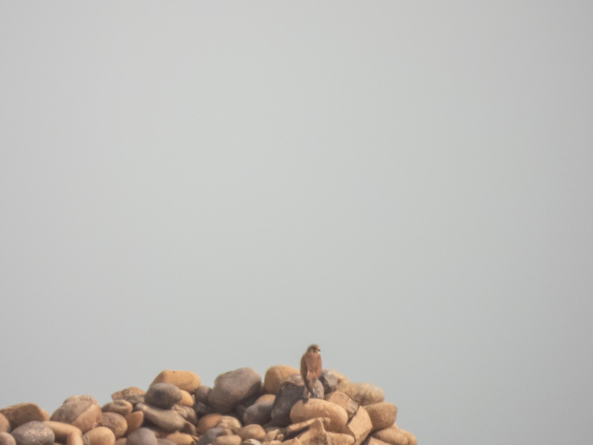 Turmfalke [tinnunculus-Gruppe] - ML638892554