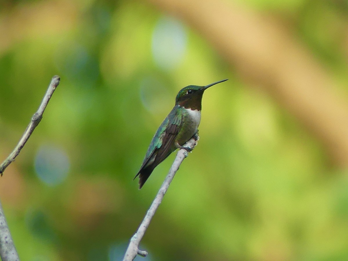 Ruby-throated Hummingbird - ML638892559