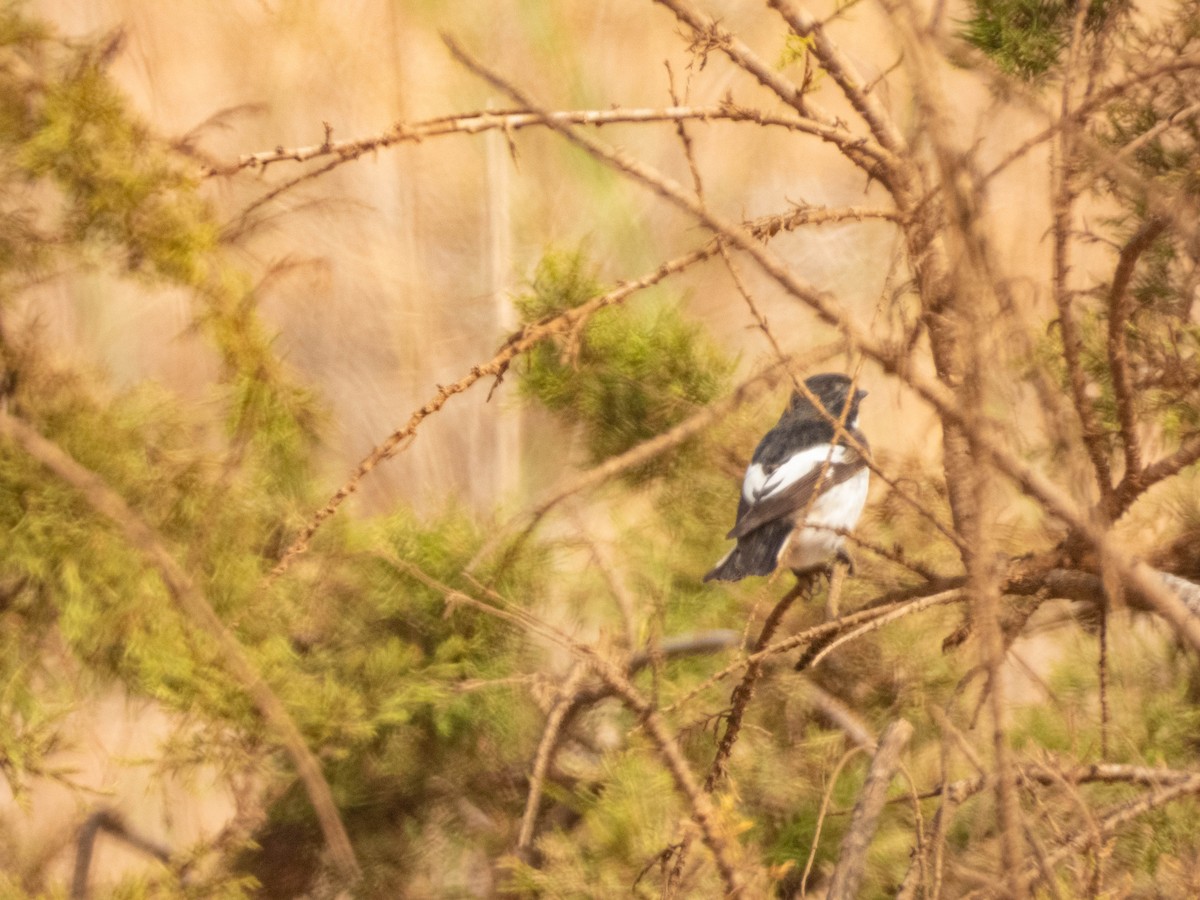 Trauerschnäpper - ML638892561