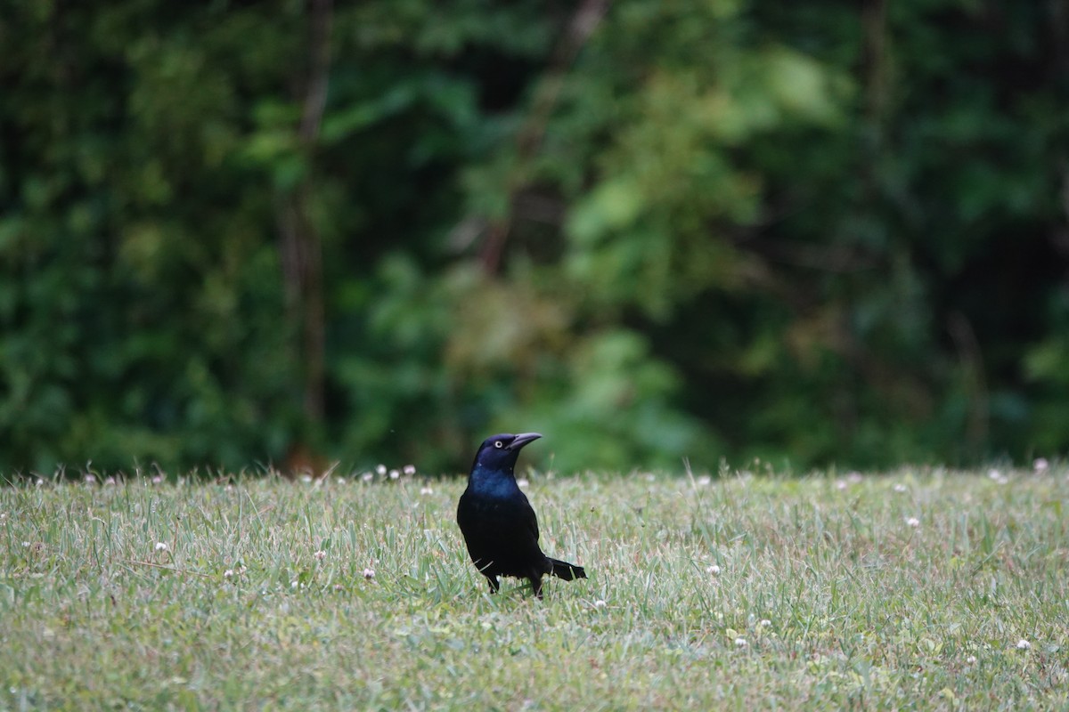 Common Grackle - ML638892565