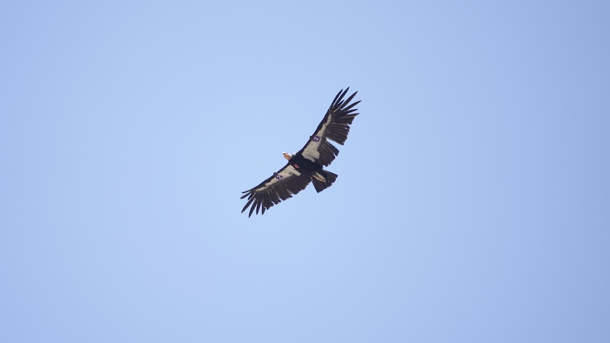 California Condor - ML638892576