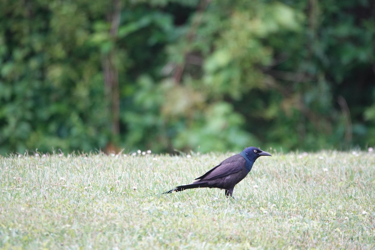 Common Grackle - ML638892577
