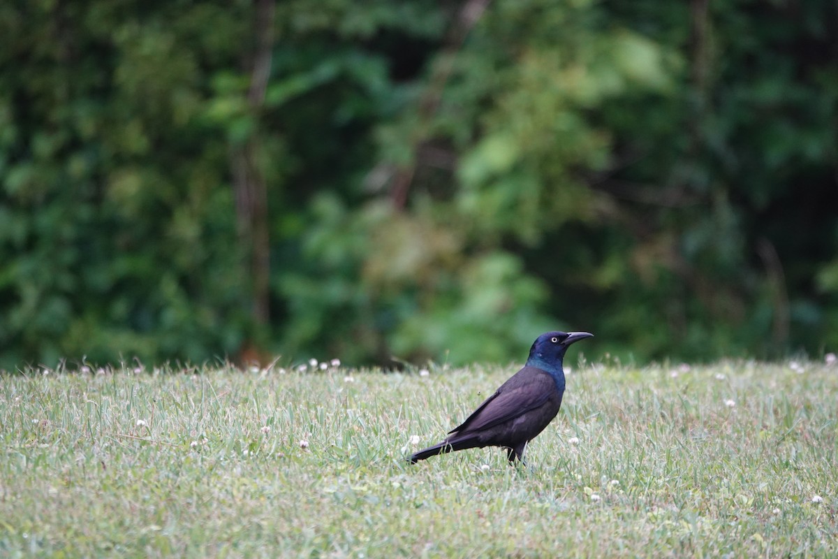 Common Grackle - ML638892580