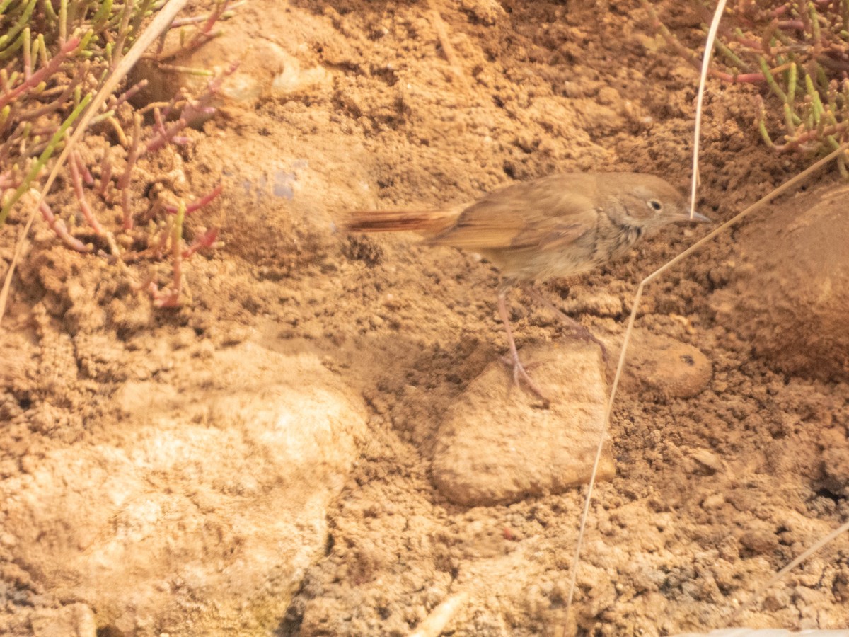 Nachtigall - ML638892589