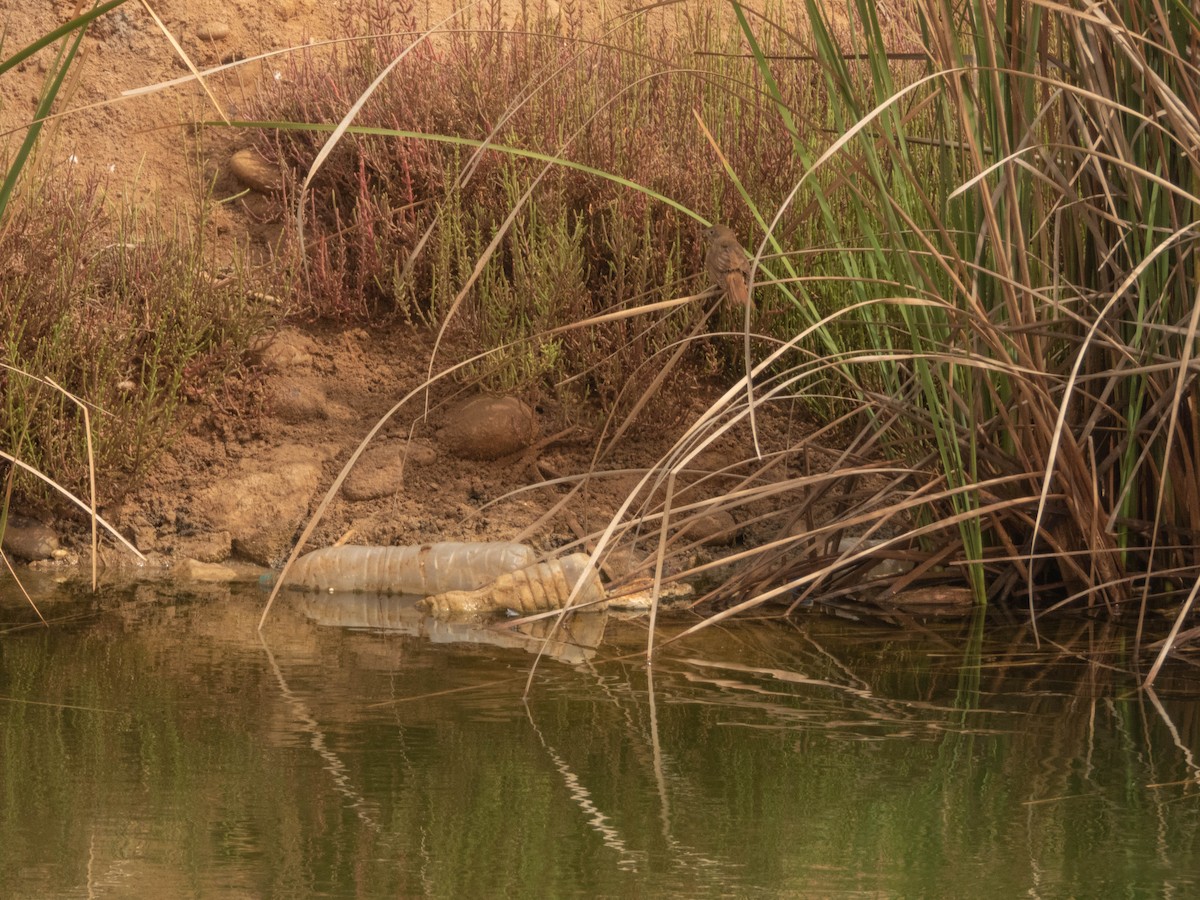 Nachtigall - ML638892590