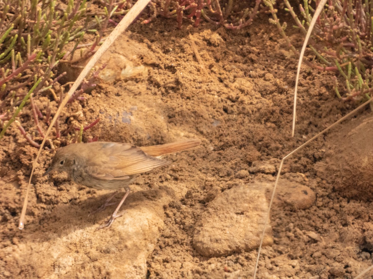 Nachtigall - ML638892591