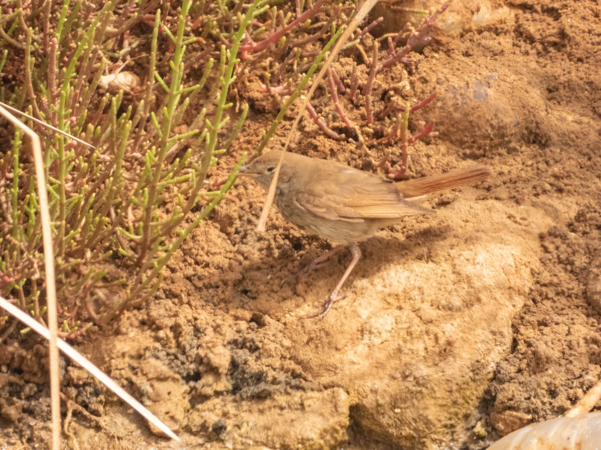 Nachtigall - ML638892592