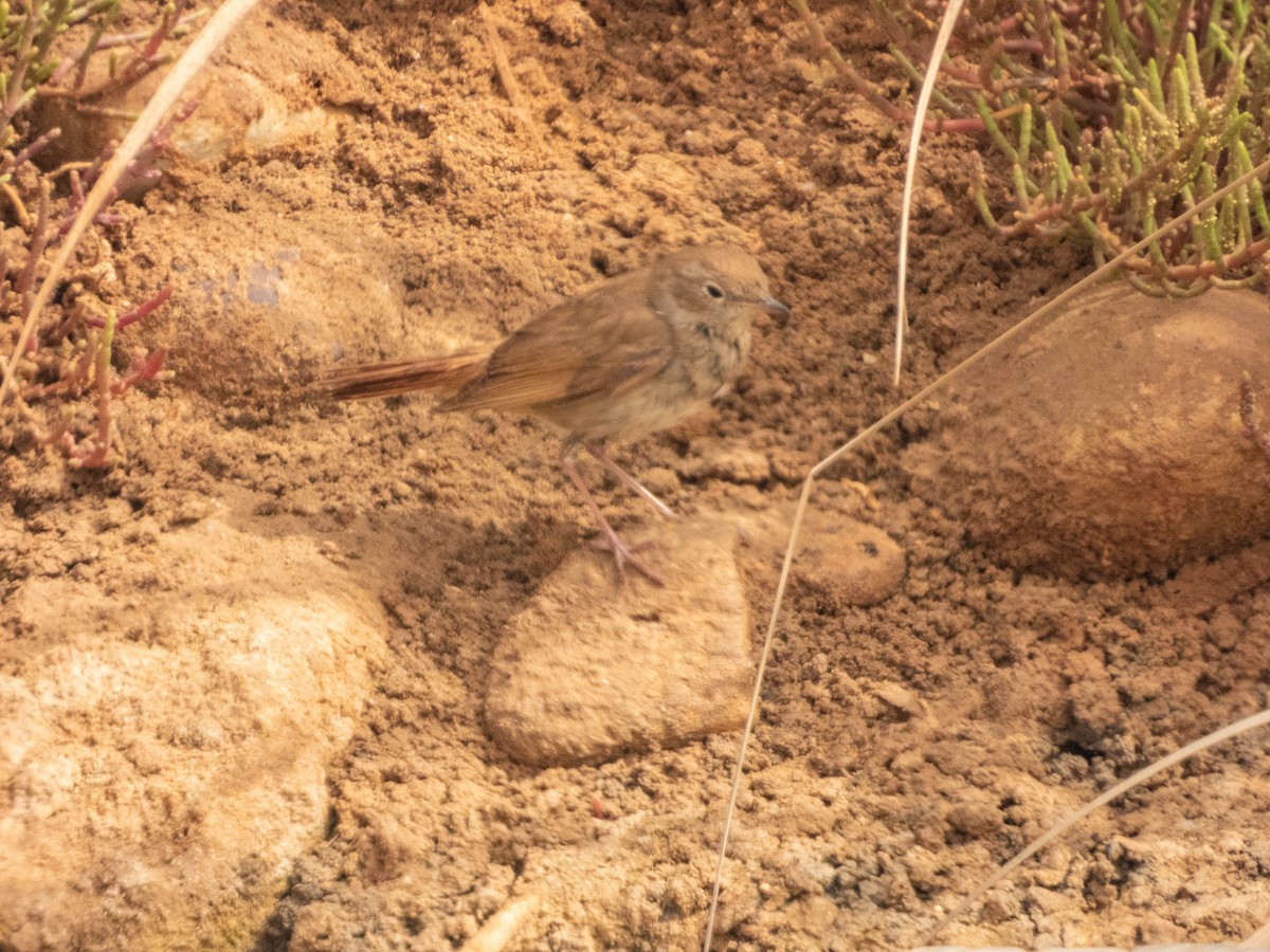 Nachtigall - ML638892593