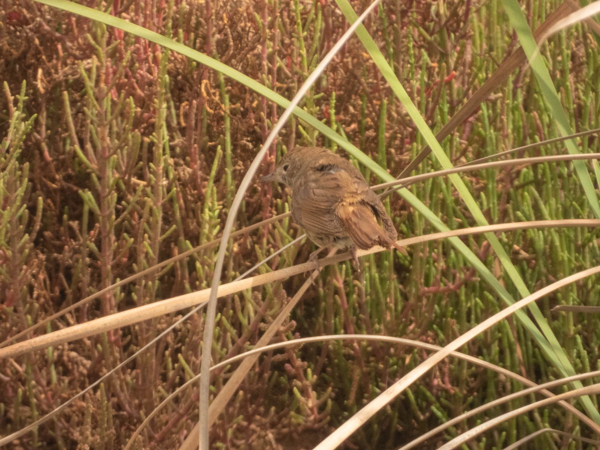 Nachtigall - ML638892594