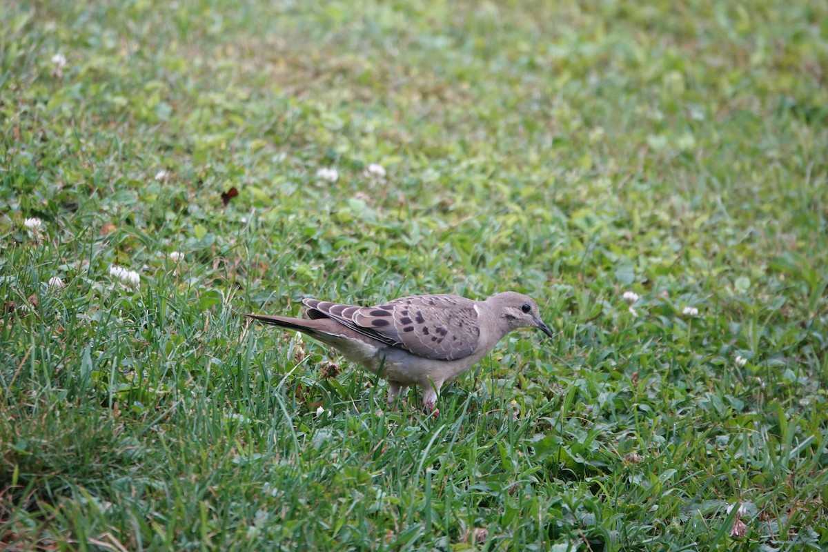 Mourning Dove - ML638892600