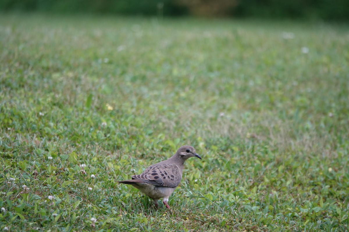 Mourning Dove - ML638892603