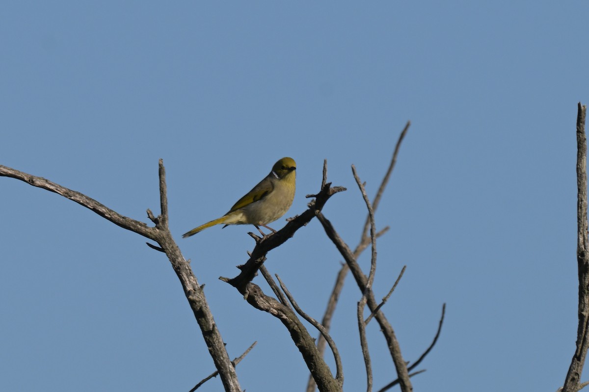 White-plumed Honeyeater - ML638892616