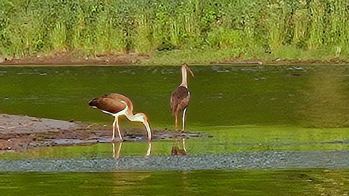 Ibis Blanco - ML638892646