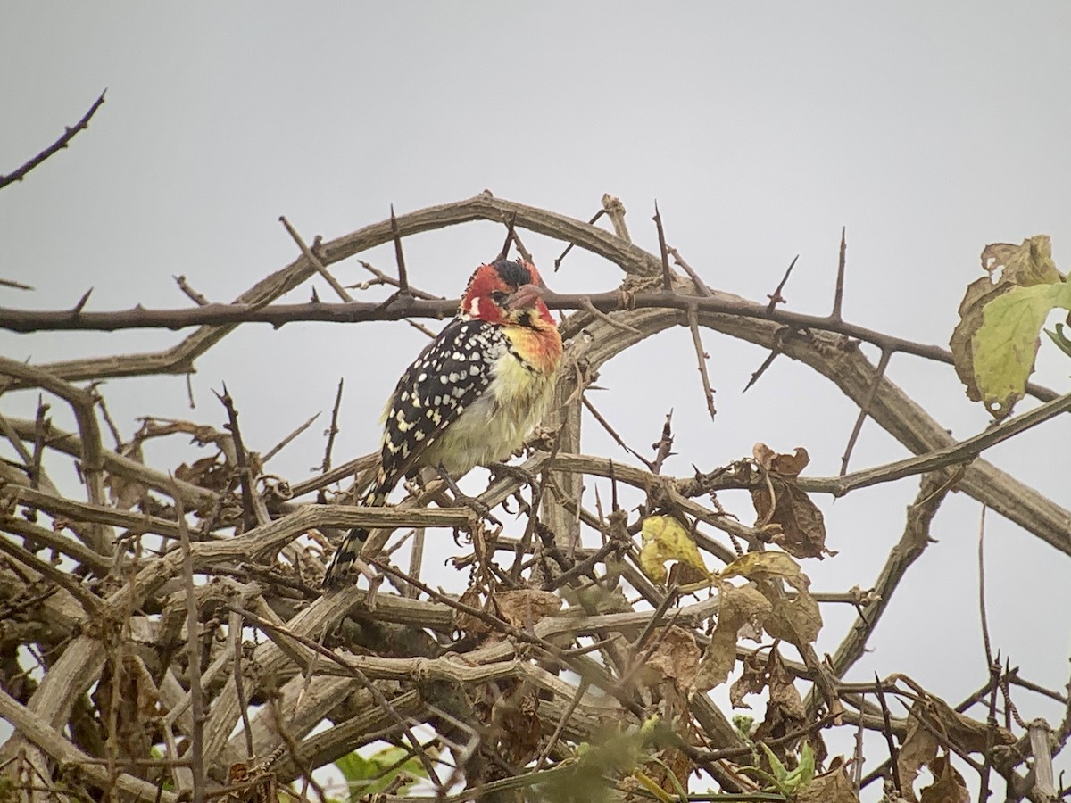 Red-and-yellow Barbet - ML638892676